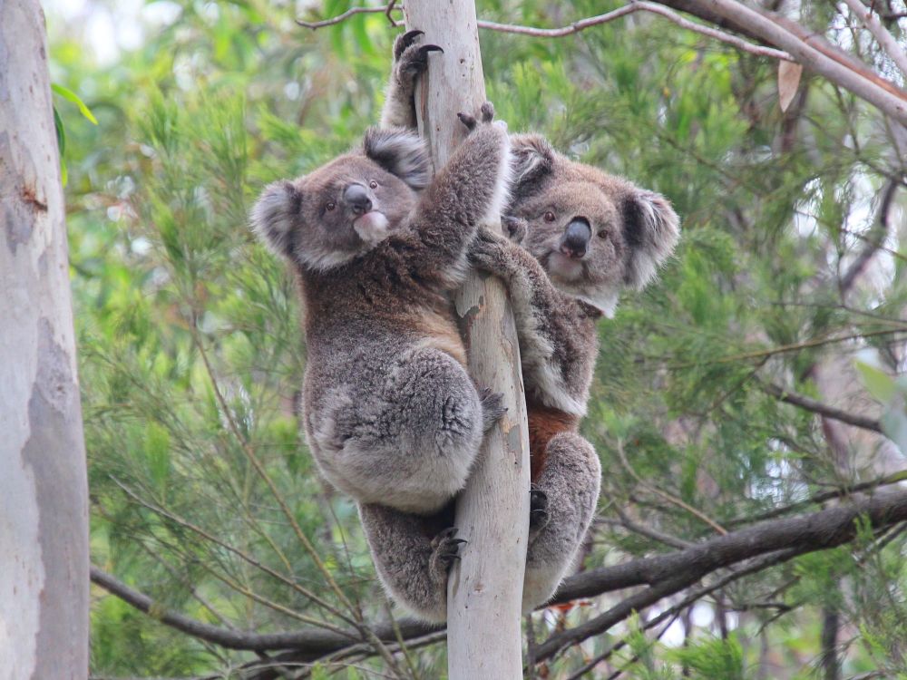 Koalas are losing their habitat so they need all the help we can give them