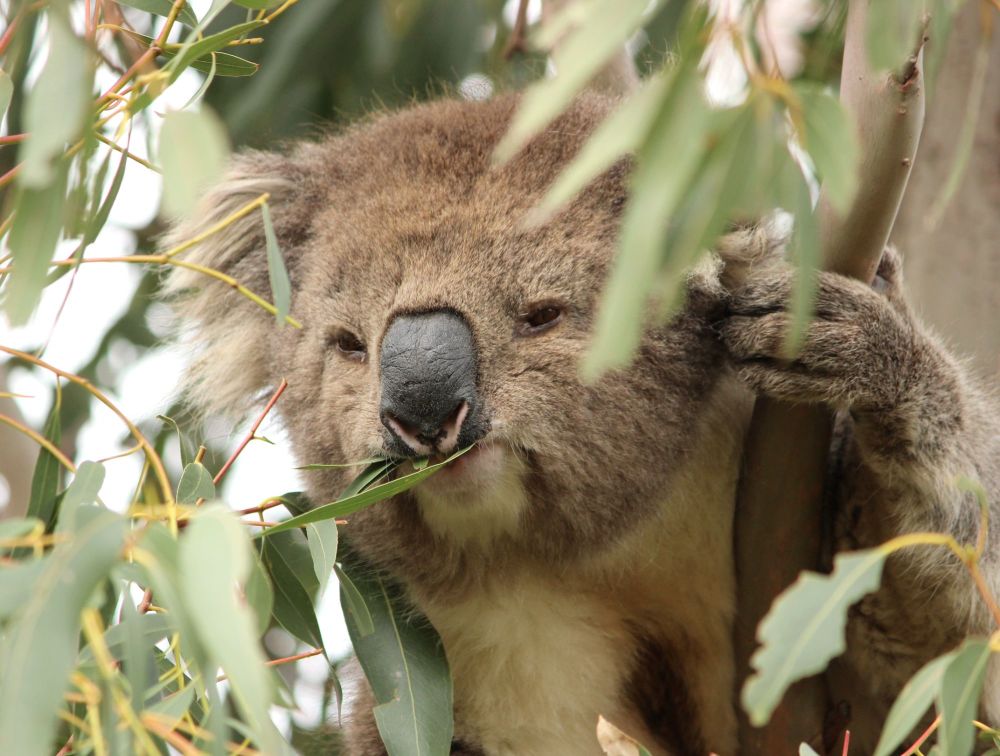 Help the Koala Clancy Foundation help koalas!