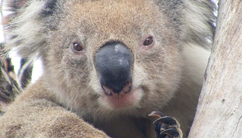Meet Koala Clancy.  He lives in the You Yangs.