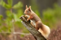 The National Trust for Scotland has an abundance of rare and incredible wildlife in its care
