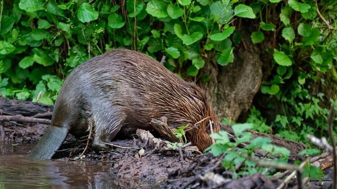 This beaver is building a dam at Holnicote Estate in Somerset