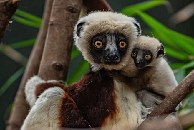 A rare 'dancing lemur' has been born at Chester zoo!