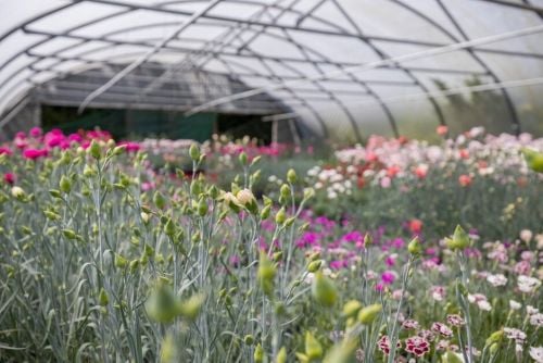 Meet RHS Hampton Courts Master Grower Calamazag, who specialist in dianthus