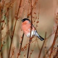 Give a gift membership to the Scottish Ornithologists' Club