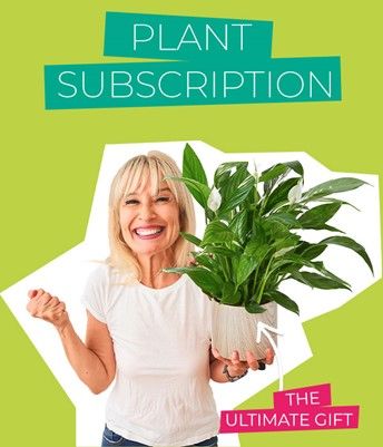 How about a Plant Subscription from Flying Flowers?