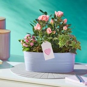 This is the Pretty Pastel Planter for £32.00 - a lovely display of pink to brighten a room