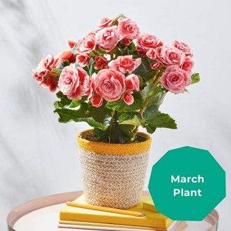 and this is for March - such a pretty colour!