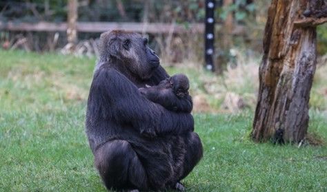 A second critically endangered western lowland gorilla has been born at London Zoo!