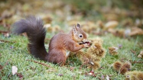 Find out how the National Trust is helping red squirrels