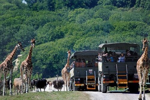 How about a Visit to Port Lympne Reserve, Truck Safari and Afternoon Tea for Two?