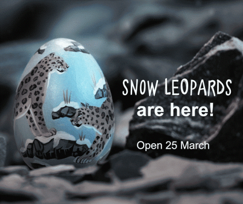 Snow leopards are coming to Chester Zoo!