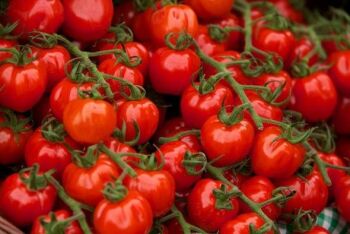The RHS has lots of information about how to grow tomatoes.