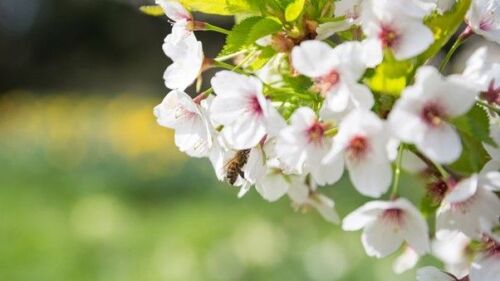 Where are the best places to see blossom at the National Trust?