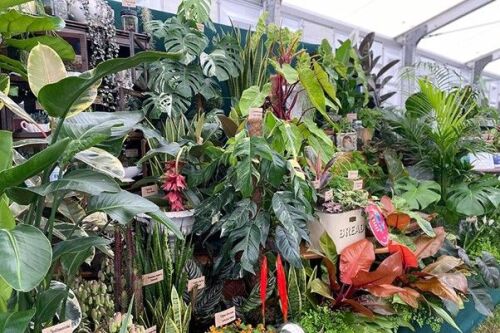 Take a look at the Houseplants Studio to give you lots of ideas.