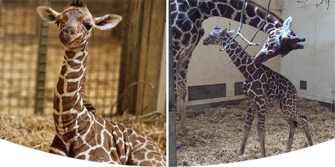 Welcome to the World, baby giraffe!