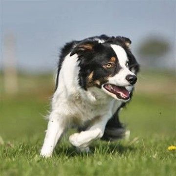 The Animal Experiences include a Sheepdog Experience in Yorkshire