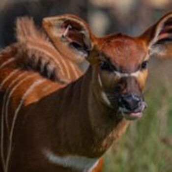 A critically endangered mountain bongo was born at Chester Zoo!