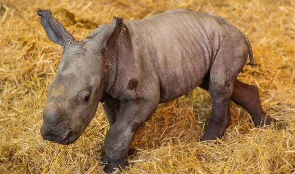 This adorable baby Southern white rhino was born in October 2024 to Fahari and Sizzle