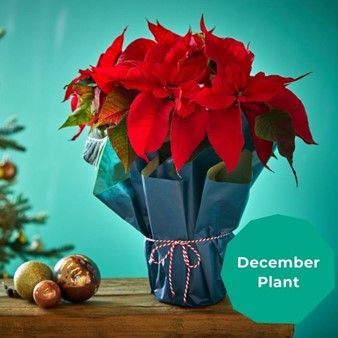 December's plant is a cheery red, perfect for Christmas!