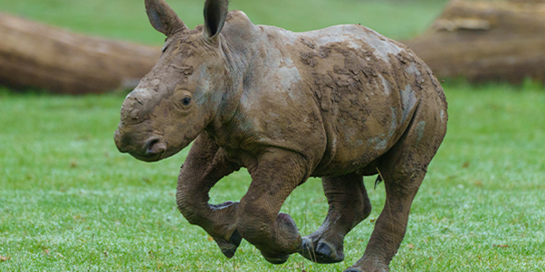 Khulu is loving his time outside, especially having a good wallow...