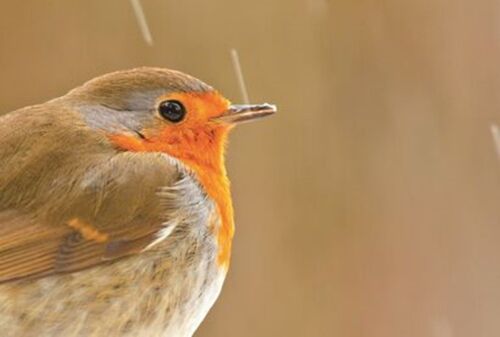 Find out about winter places at the National Trust for Scotland