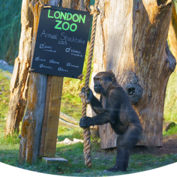 It's time for London Zoo staff to get counting!