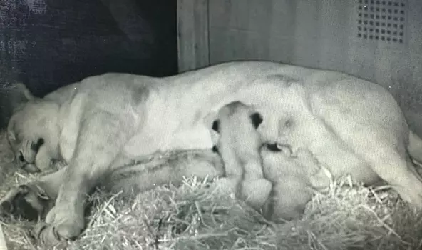 Welcome to the World, three North African lion cubs!