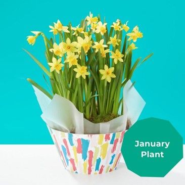 This beautiful plant will bring lovely colourful cheer to your home!