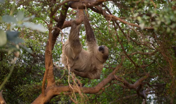 Give a gift membership so that your loved one can hang out at London Zoo!