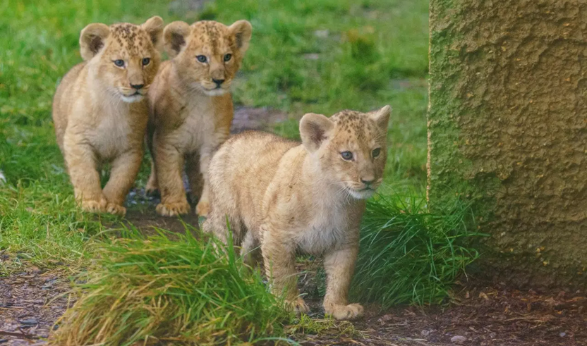 Whipsnade Zoo's trio of lion cubs take their first steps outside