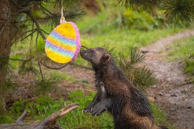 Join the Zoonormous Egg Hunt at Whipsnade Zoo