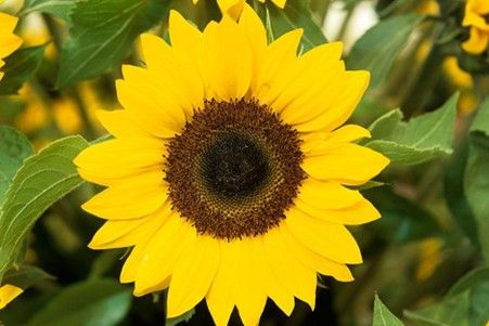 How to grow sunflowers 