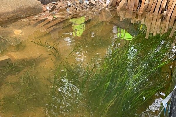 Seagrass is making its first appearance at RHS Chelsea Flower Show