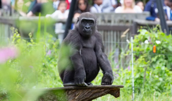 Take a look at the different habitats you can see at London Zoo, including Gorilla Kingdom