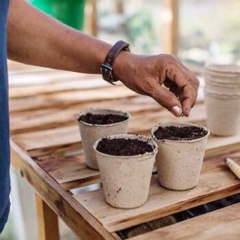 Find out how to sow seeds indoors