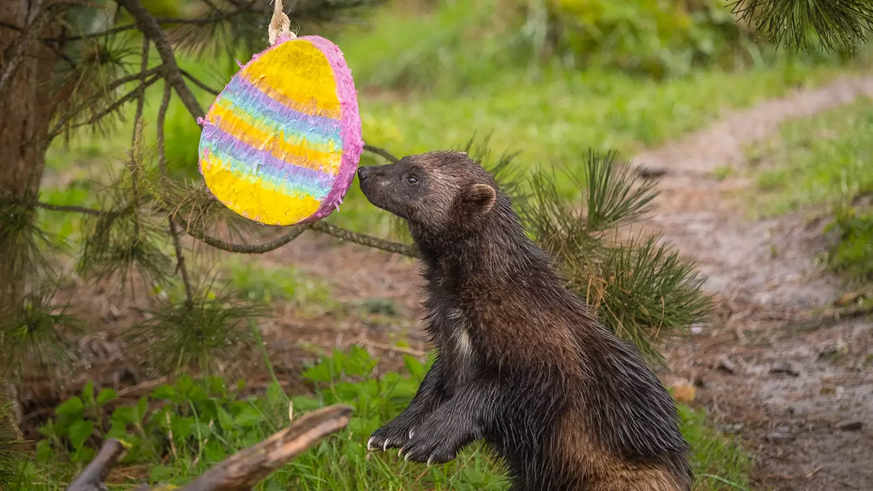 There's lots of fun to be had this Easter at Whipsnade Zoo!