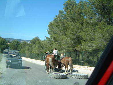 Javea. horses pulling tyres