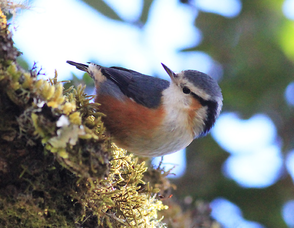 White-browed-Nuthatch - Burma