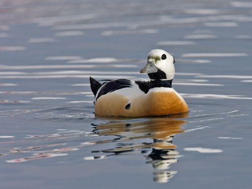 Stellers Eider - Varanger Fjord by Jari Peltomaki Stellers Eider - Varanger Fjord by Jari Peltomaki