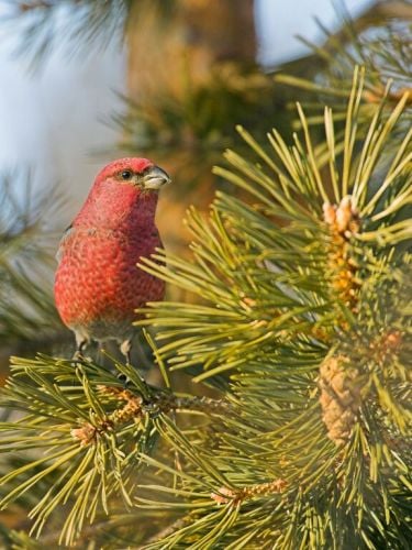 Pine Grosbeak by Jari Peltomaki Pine Grosbeak by Jari Peltomaki