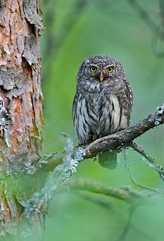 Eurasian Pygmy Owl by Jari Peltomaki Eurasian Pygmy Owl by Jari Peltomaki