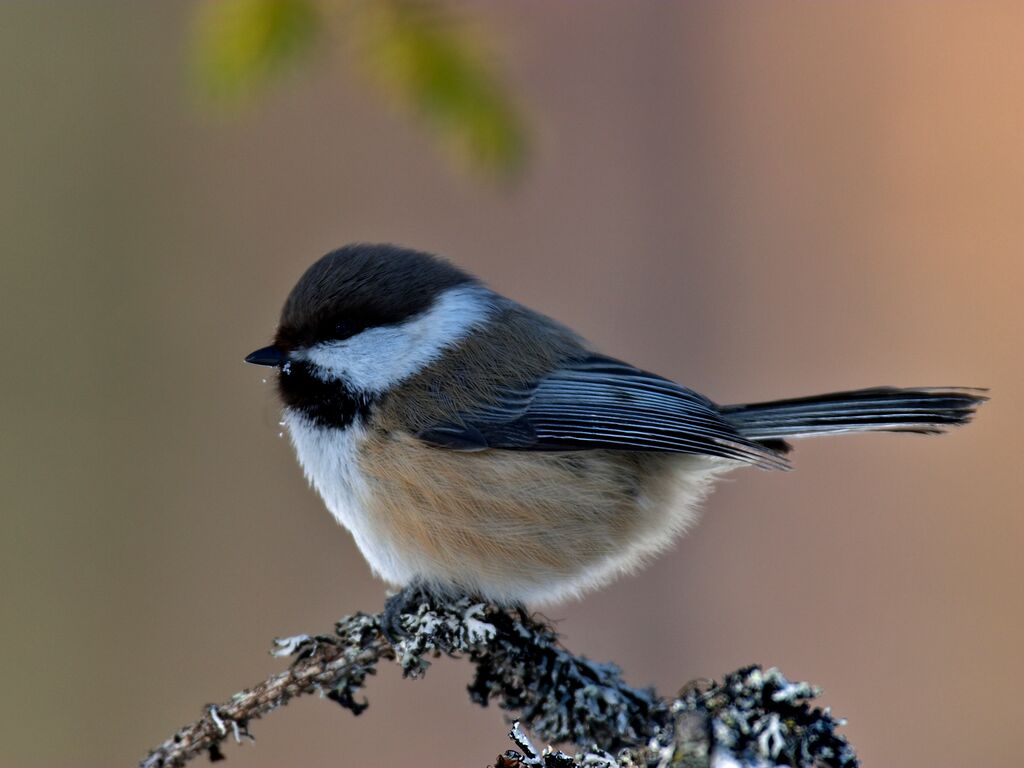 siberian tit