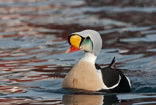 King Eider by Jari Peltomaki