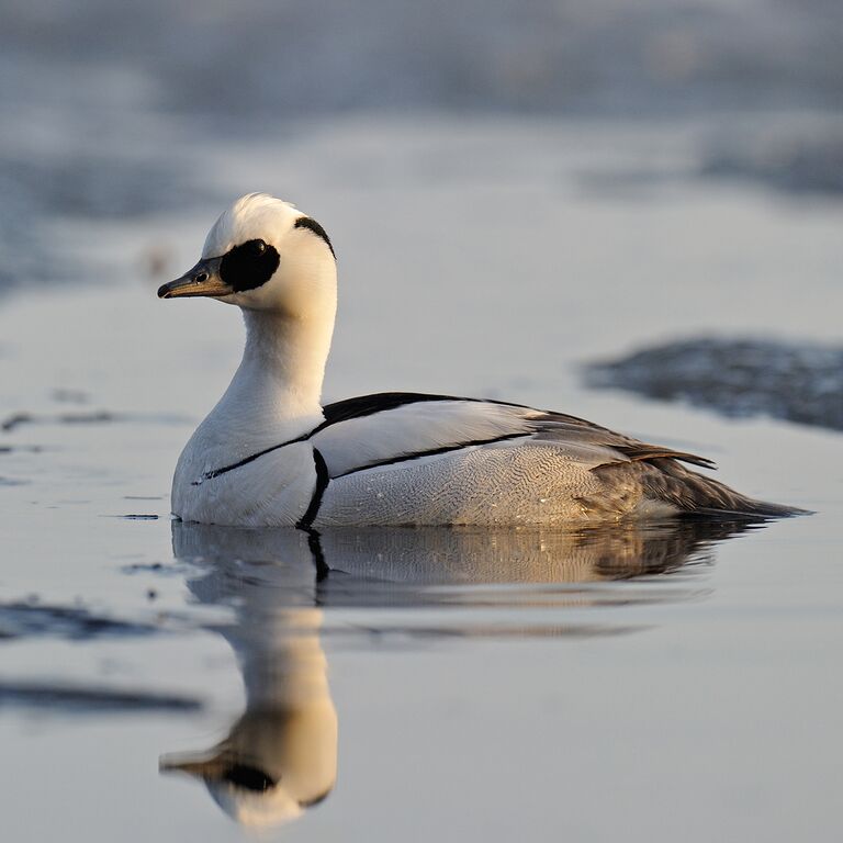 Smew