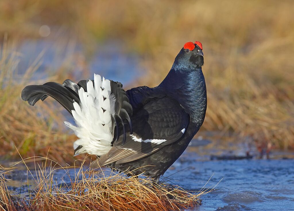 black grouse