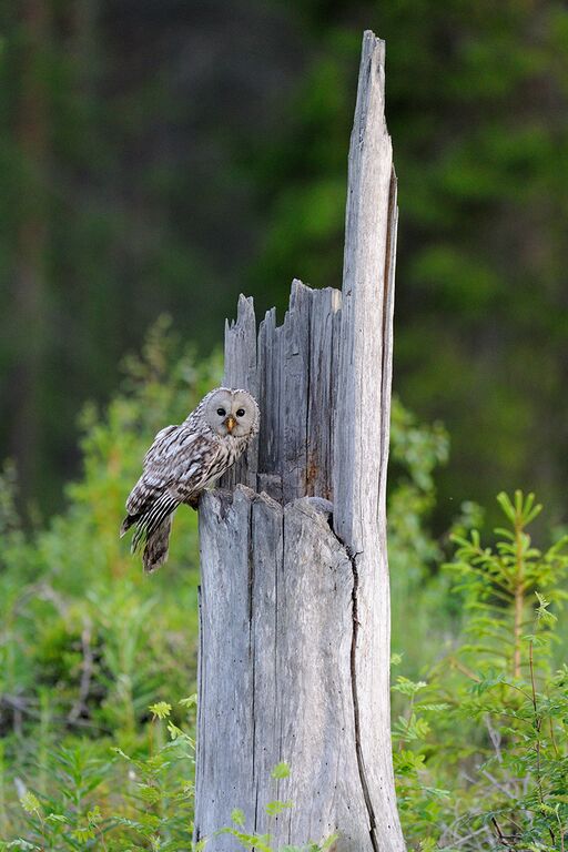 Ural Owl by Jari Peltomaki