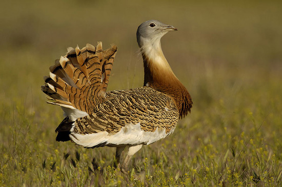 Great Bustard - Extremadura