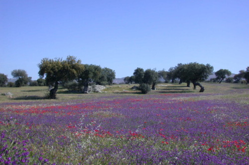 Extremadura Scenery 2