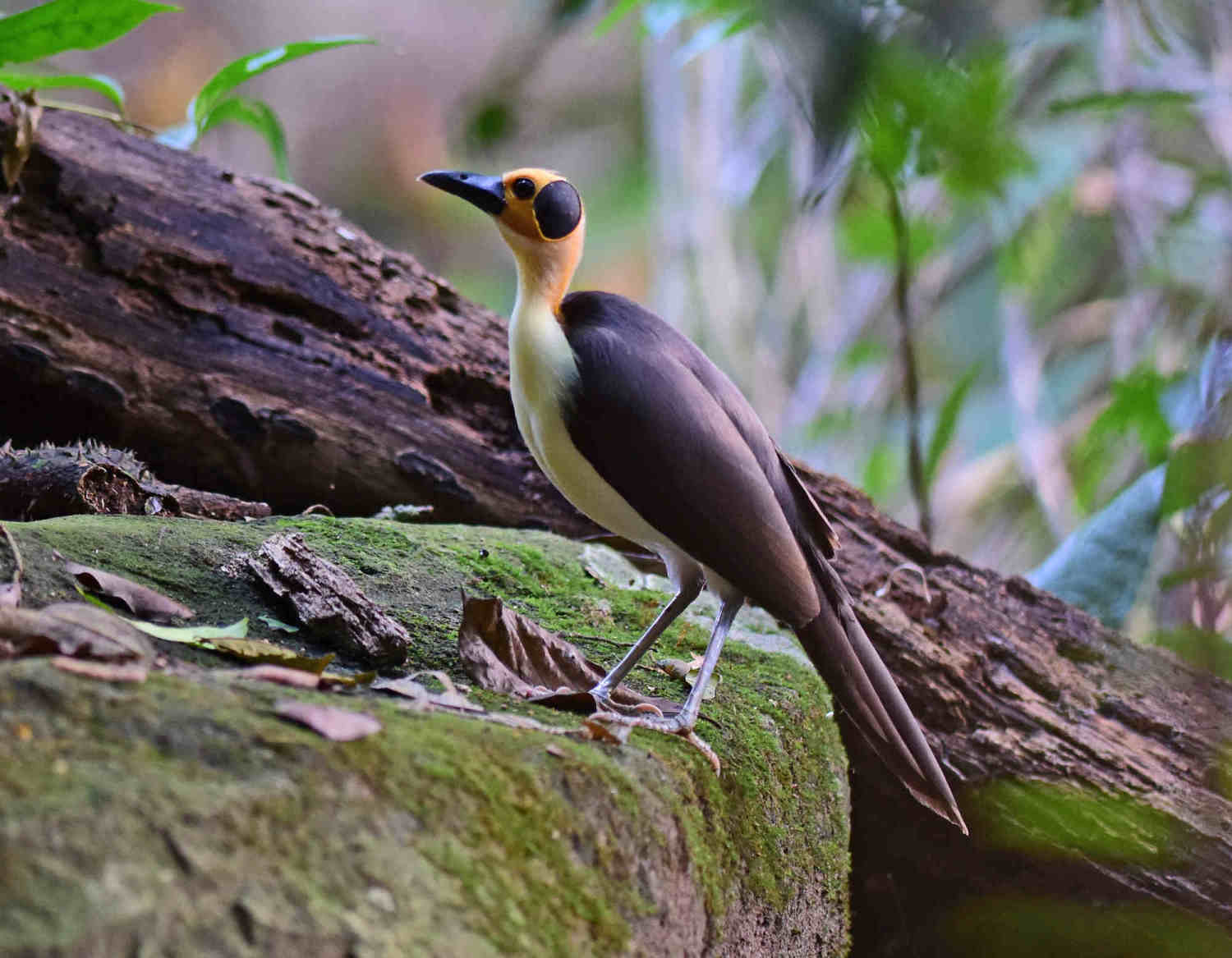 Picathartes Gymnocephalus