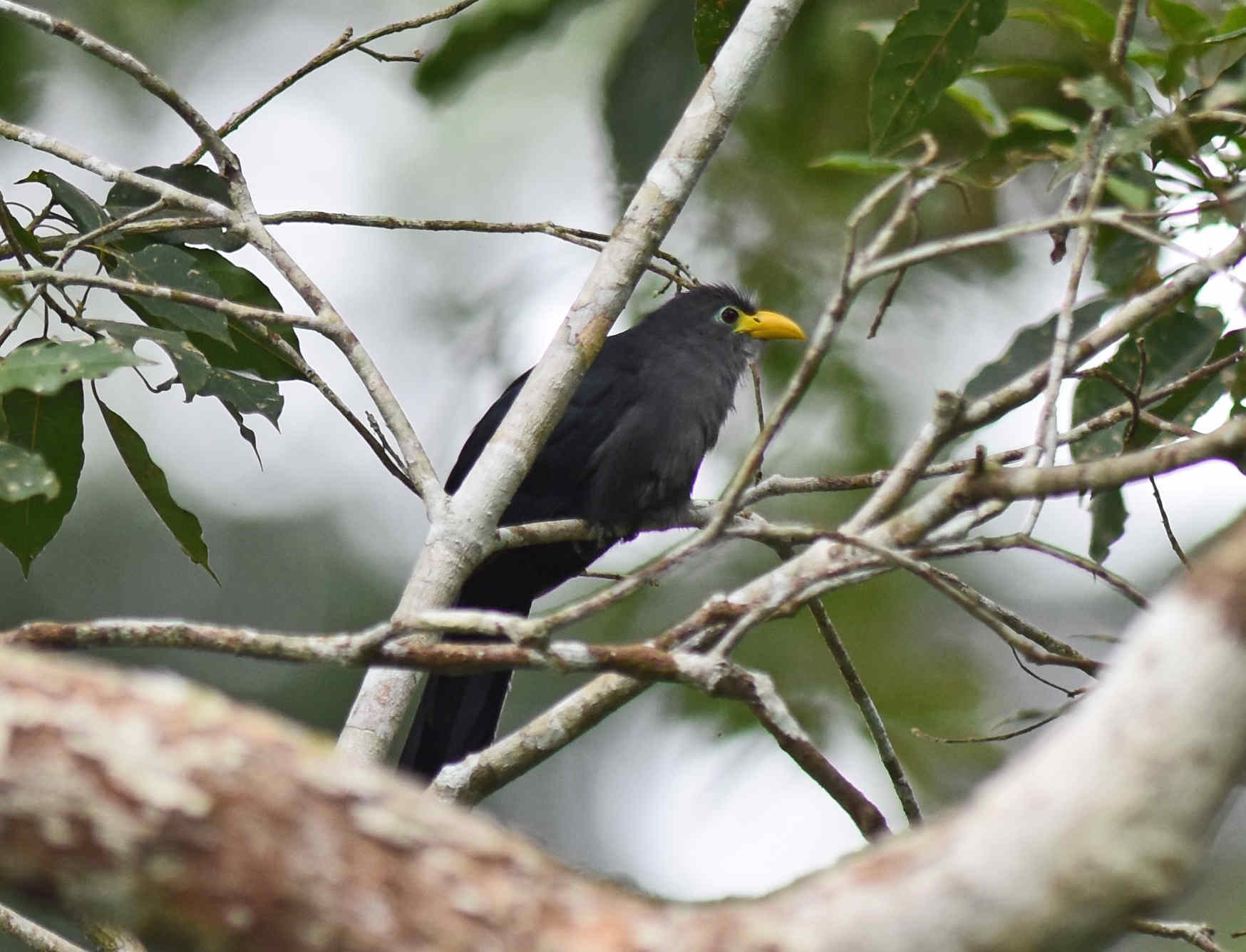 Yellowbill - Ghana by Nick Bray/Zoothera Birding